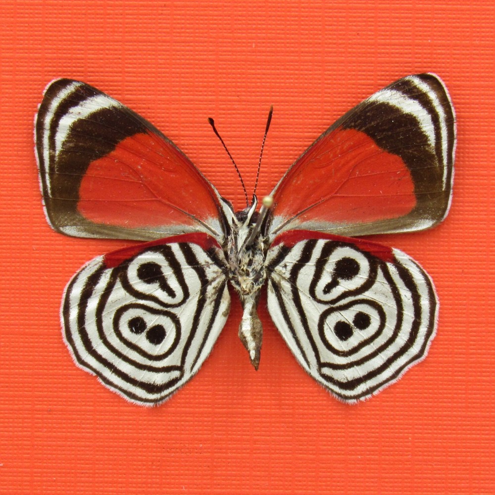Real mounted butterfly - Diaethria clymena - A1