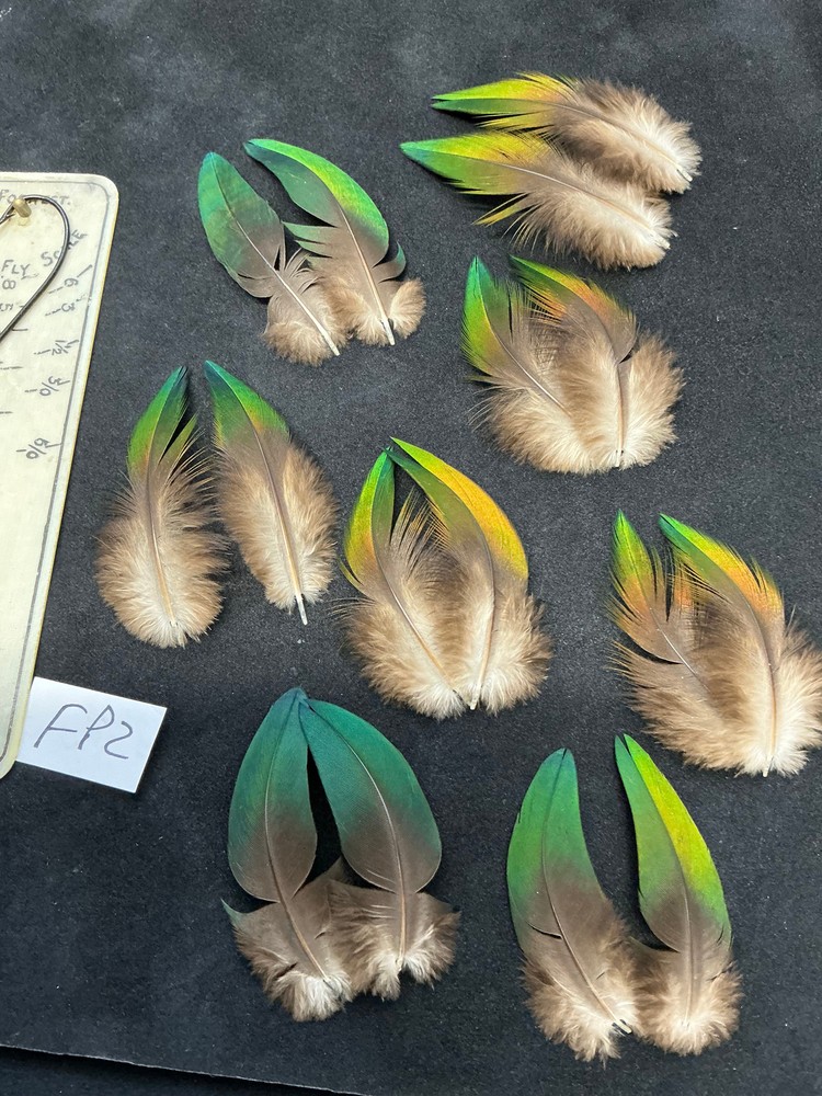 Fruit Pigeon feathers