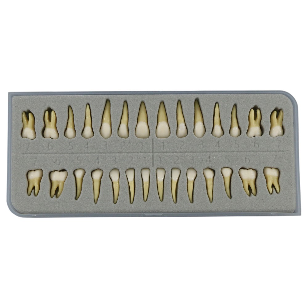 Dental Typodont Standard Teeth Model Study Teach Demo Soft Gum Removable Teeth