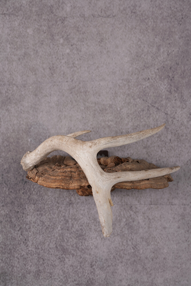 Whitetail Antler Display SKU 2447