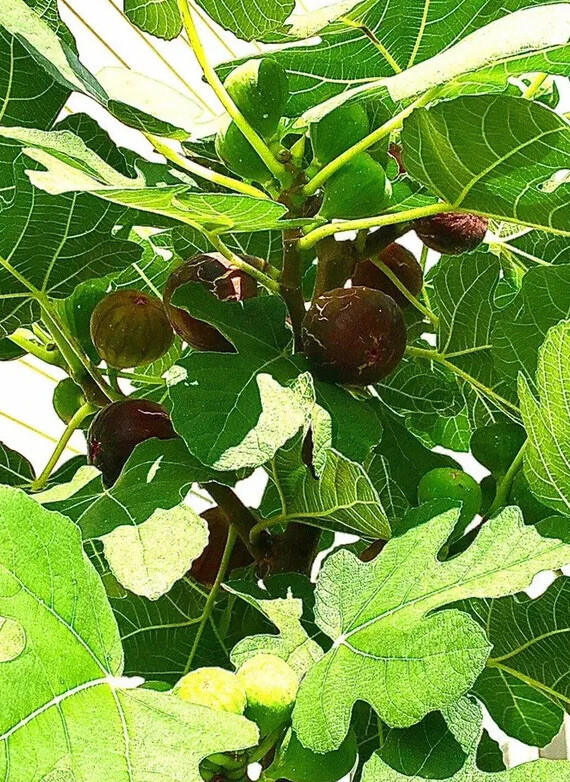 Organic Fig Tree 5 Cuttings       ---Hardy Chicago