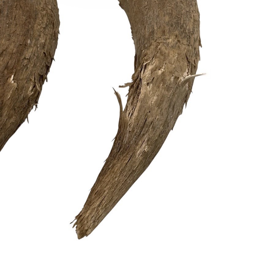 2 Bull Horns