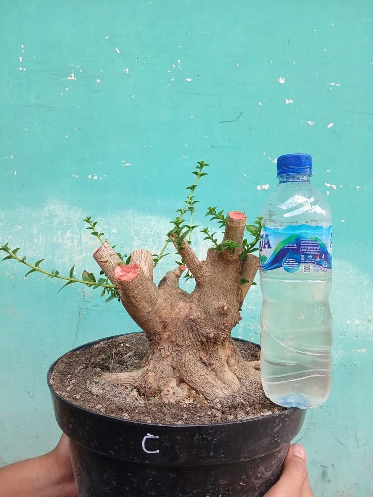 code 008 ✅ BONSAI materials PREMNA MICROPHYLLA || SMALL  (REAL PICT)