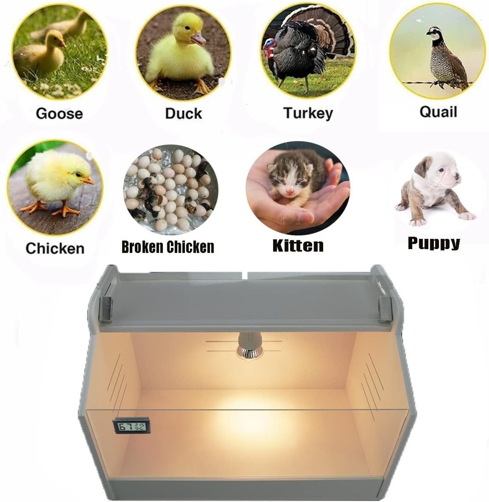 Intelligent Chick Brooder Box with Heat Lamp & Digital Temp Display Starter Kit