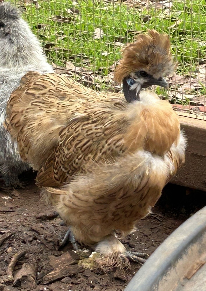 6 silkie/satin hatching eggs
