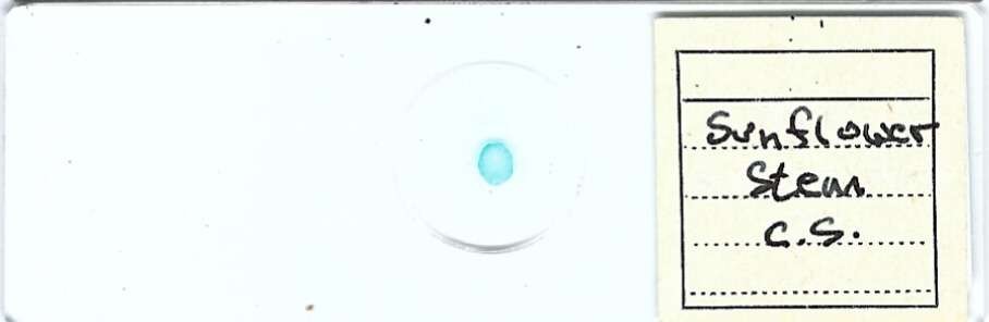 Sunflower Stem c.s. Microscope Slide