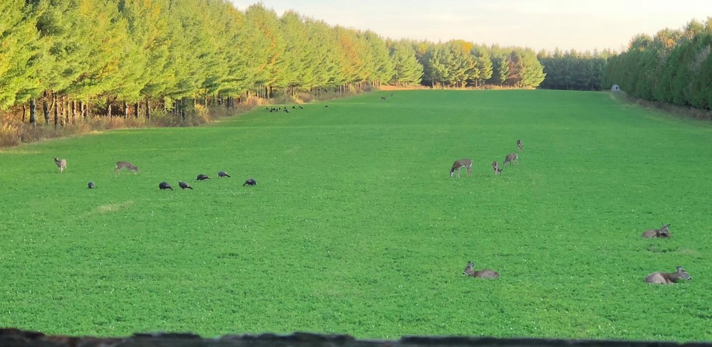 Evolved Harvest Mega Plot Series Wild Game Food Plot Seed, High Protein