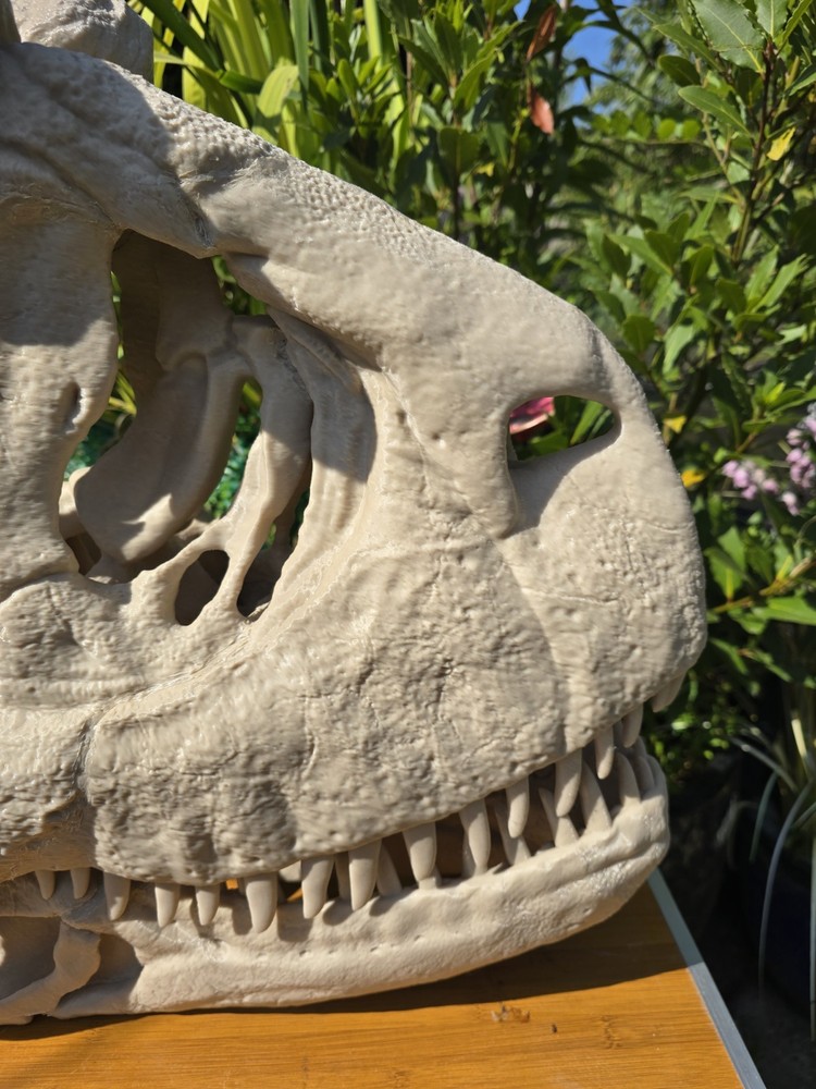 Life-size CARNOTAURUS skull Replica, Fossil