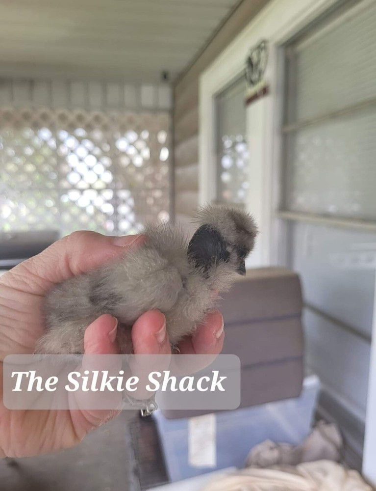 Silkie Chicken Hatching Eggs NPIP Certified