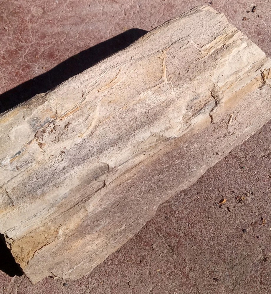 Petrified Wood Permineralized Rough 4 lbs+
