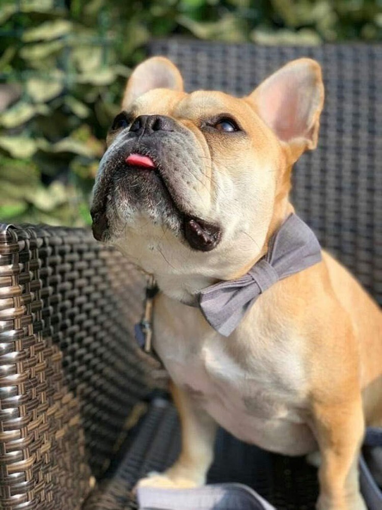 Dog Collar with Bowtie Durable Adjustable and Comfortable Collar for Medium D...