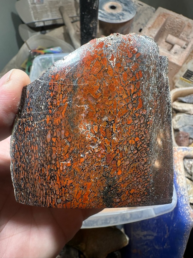 Dinosaur bone polished end cut specimen.