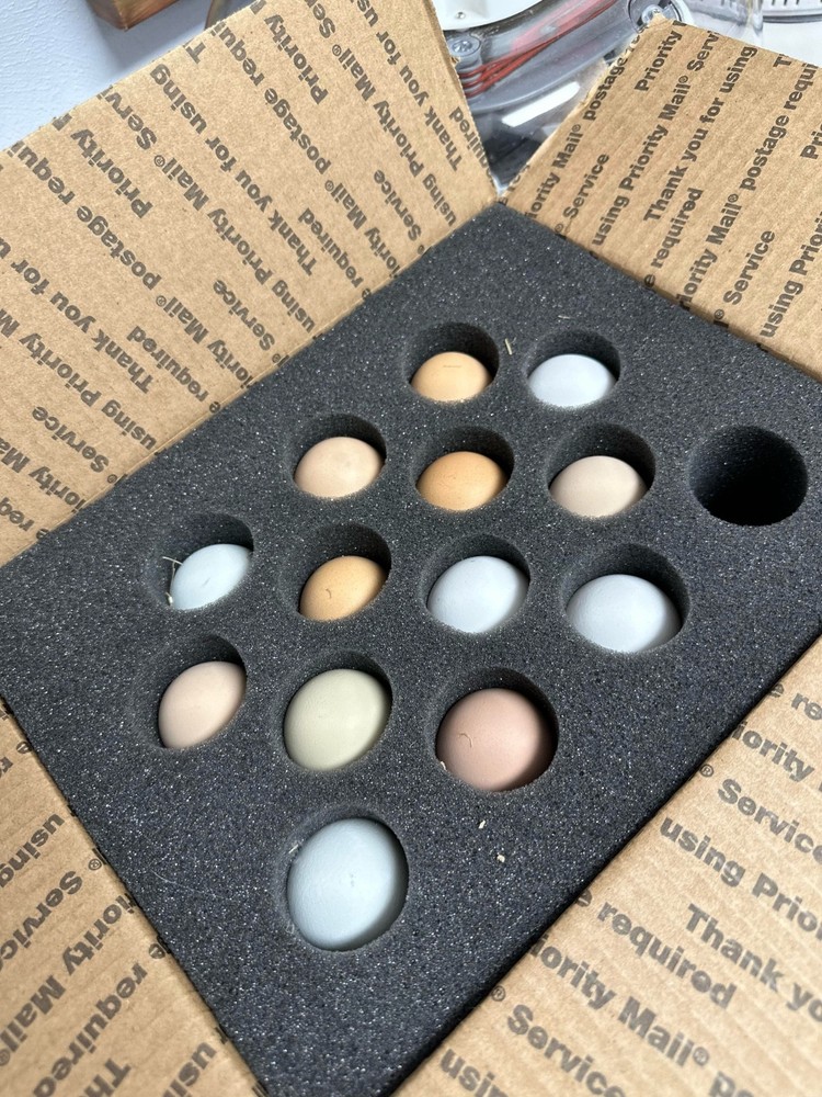 Frizzle BYM Hatching Eggs x12++