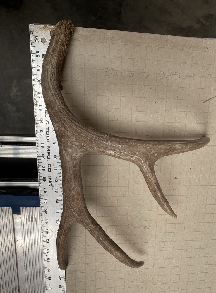 Decor Mule Deer Shed ~ Antler