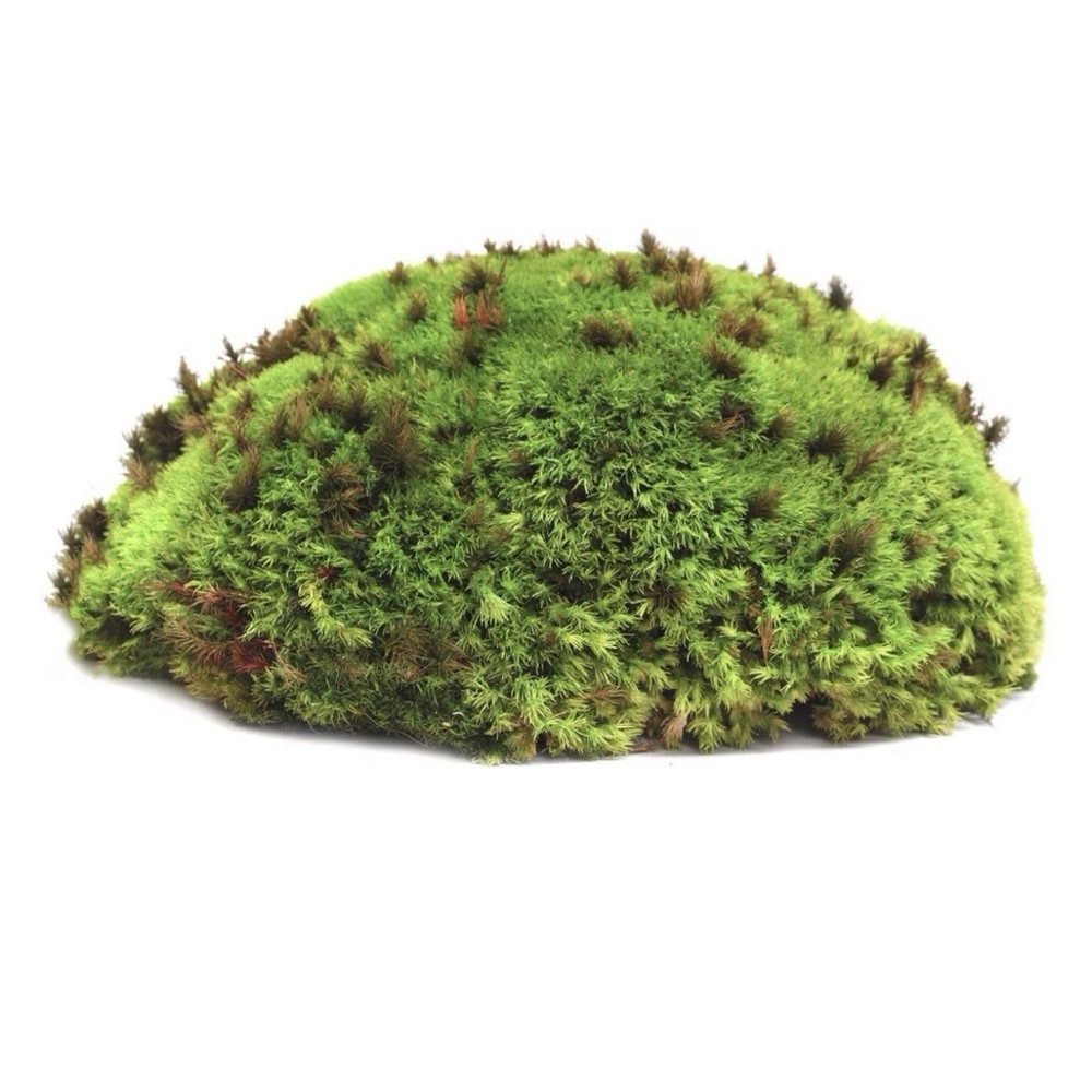 Galapagos Terrarium Starter Kit, Arid