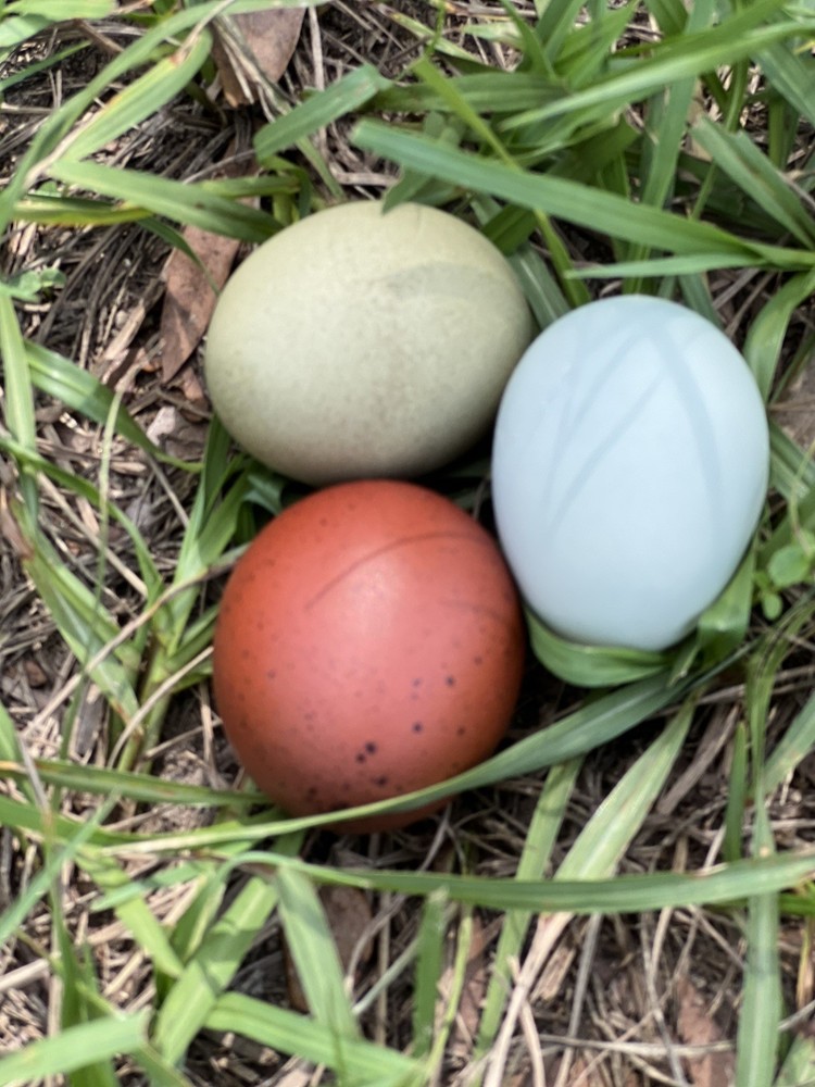 Olive Egger Hatching Eggs 1 dozen (12 + extra)