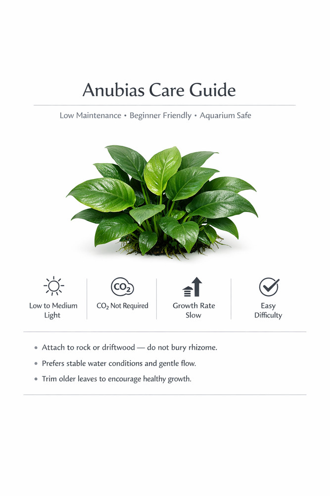 Anubias Starter Bundle (3-Pack) – Medium to Large Live Aquarium Plants