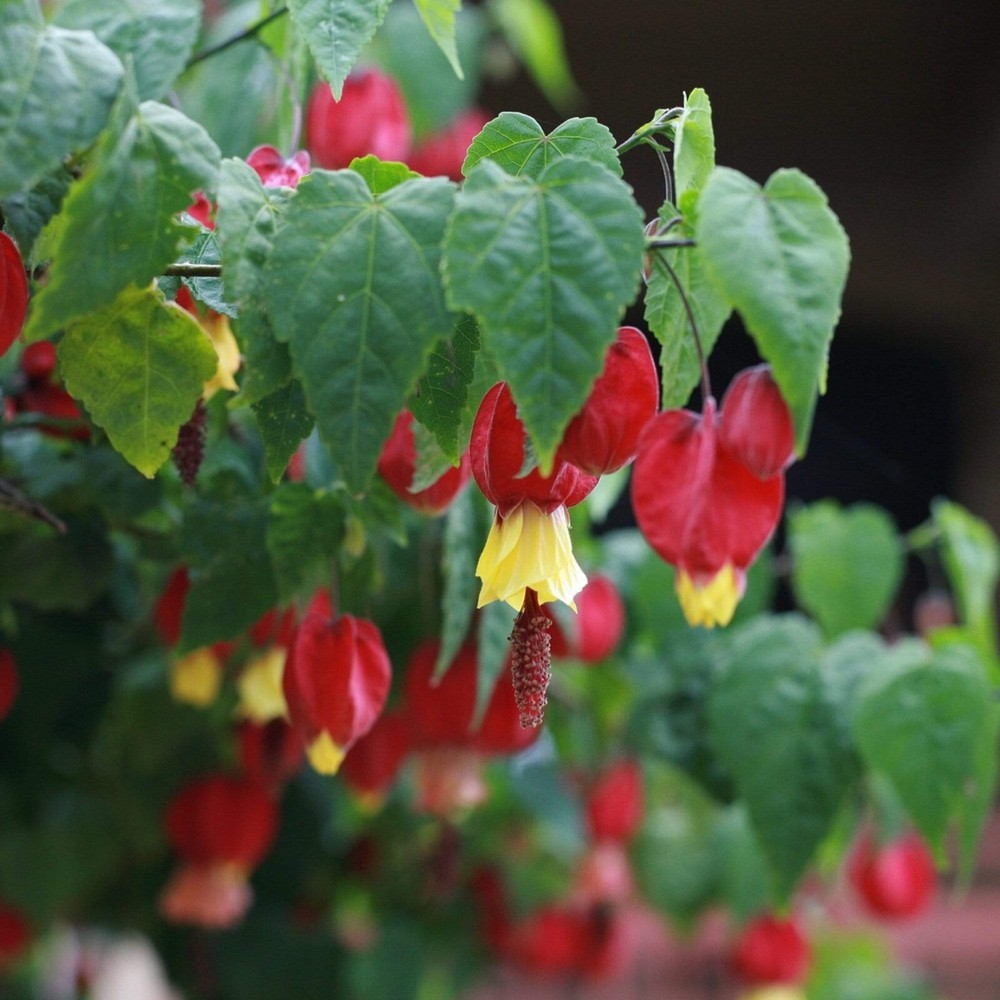 LIVE PLANT 3ft - Abutilon megapotamicum - Trailing Abutilon - Flowering maple