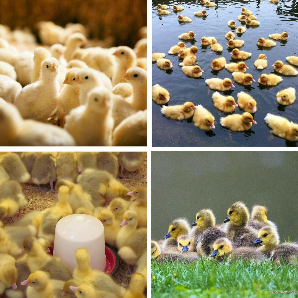 Egg Bird Incubator 48 Eggs Automatic Poultry Hatcher Breeder Digital Display