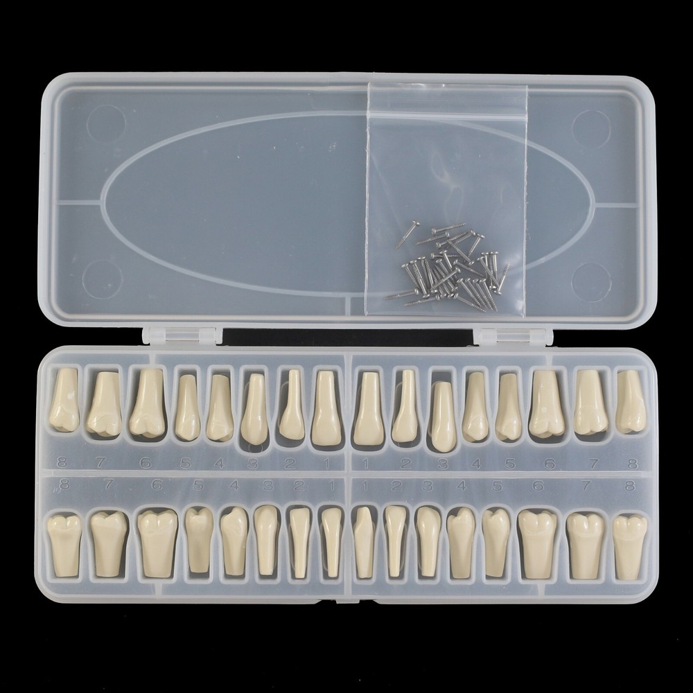 Columbia 860 Type Dental Simulation 32PCS Teeth Typodont Model Exam Teaching