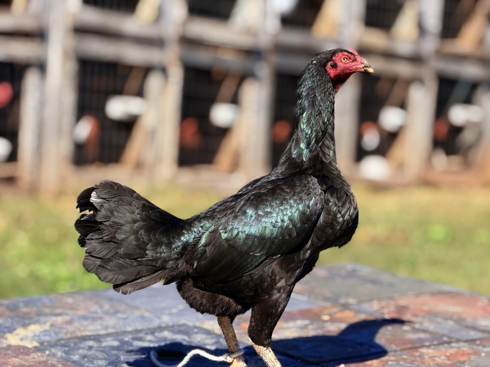 Thai Chicken Hatching eggs