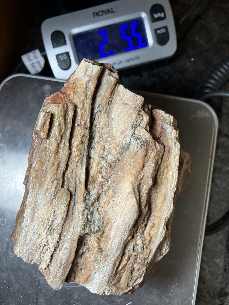 Arizona Petrified Wood
