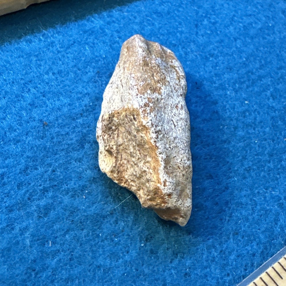 Spinosaurus Extinct Dinosaur Bone Fossil in Display Case