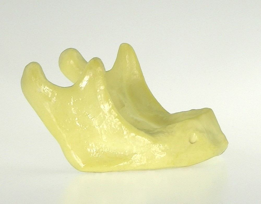 10PCS Dental Mandible Jaw Model for Basic Drilling Implant Insertion Practice