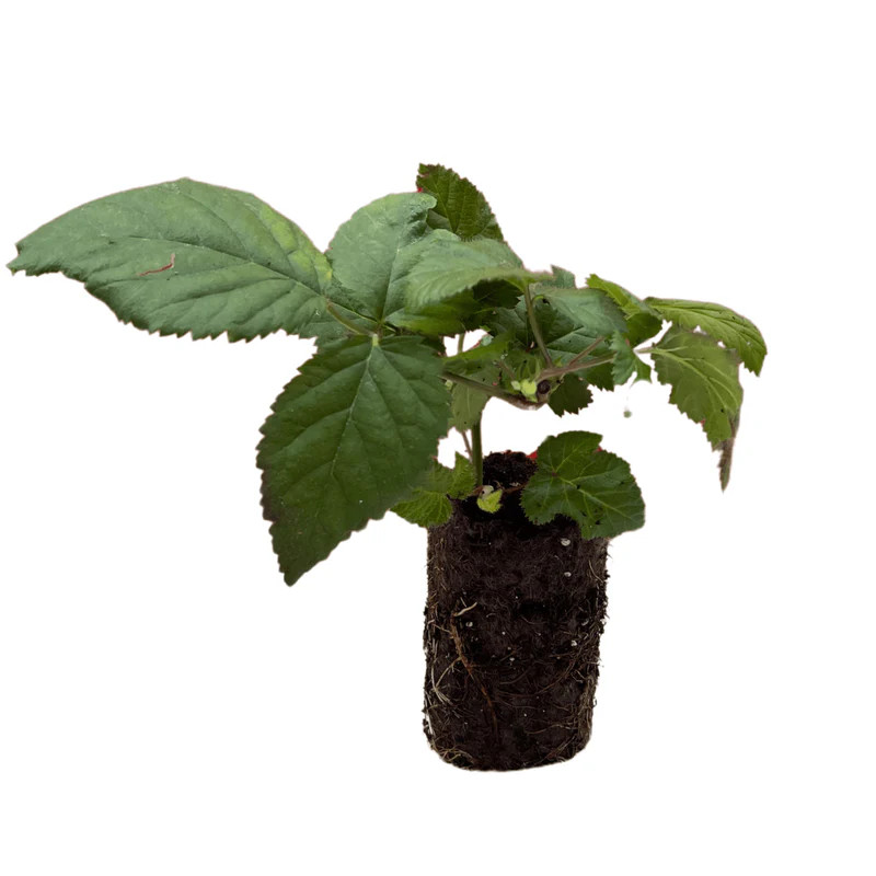 3 Natchez Thornless Blackberry - Rubus - Starter Plug