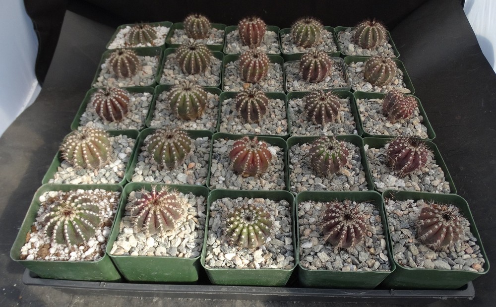 Uebelmannia pectinifera