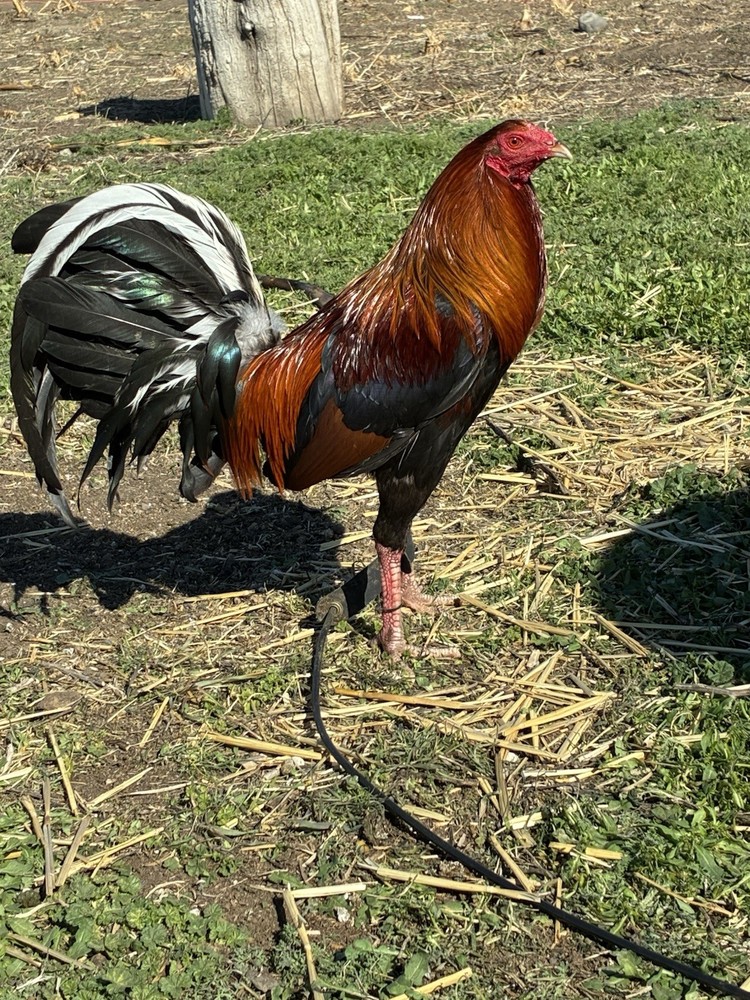 6+ Chicken Hatching Eggs