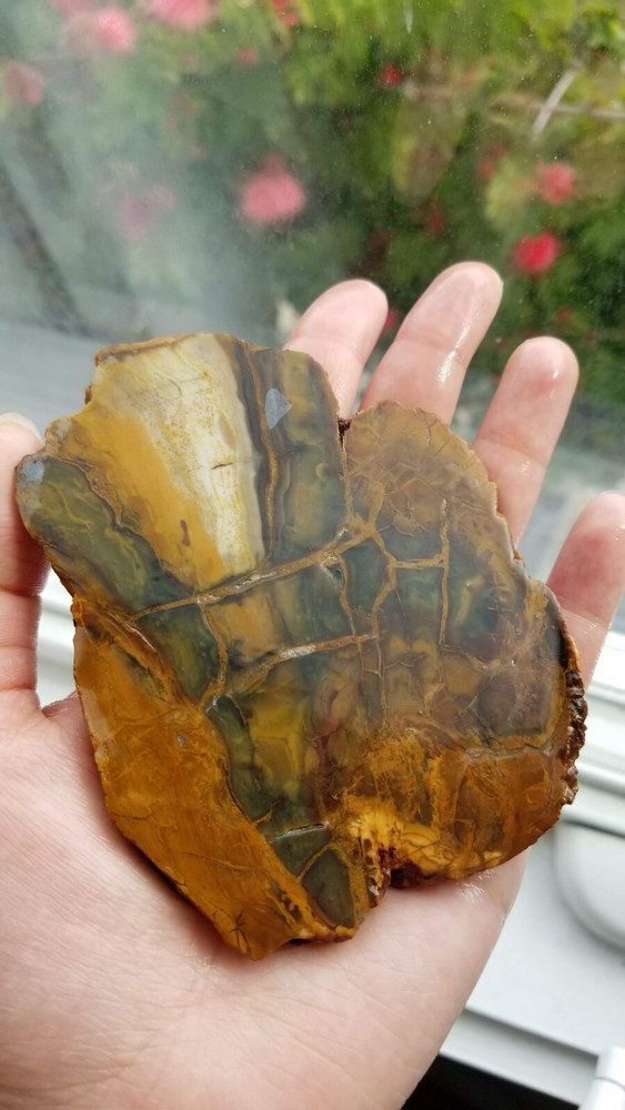 Petrified Wood Slab