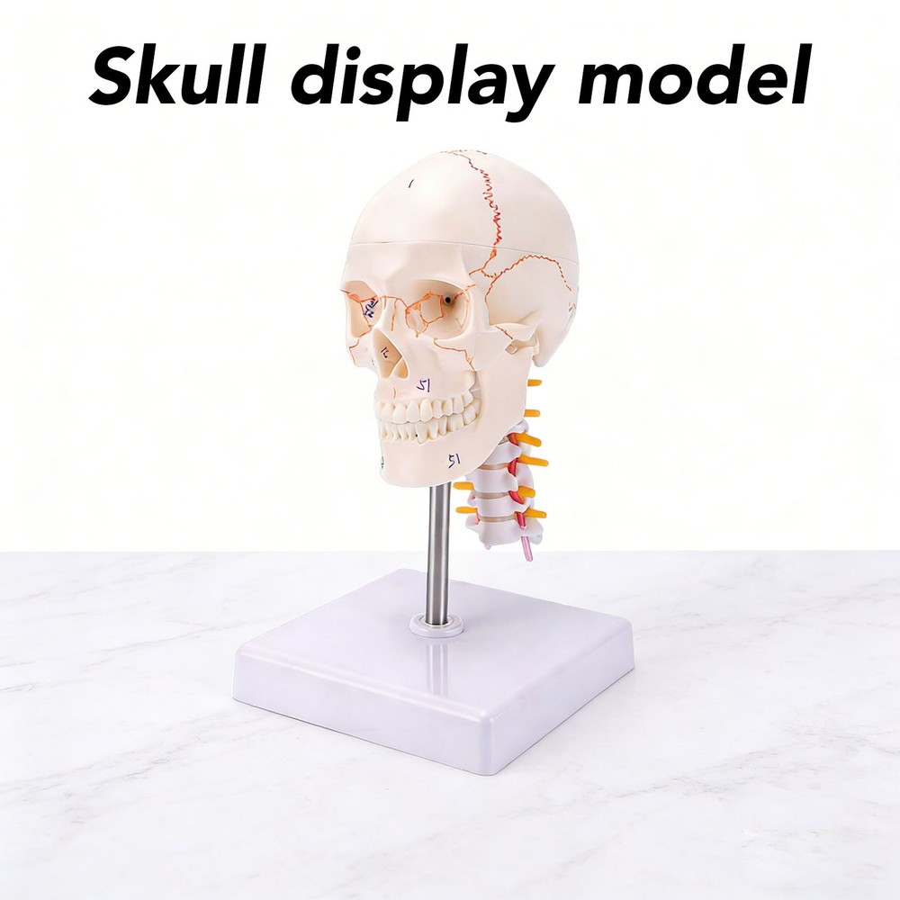 1/2 Skull With Cervical Spine & Brain Teaching Display Model