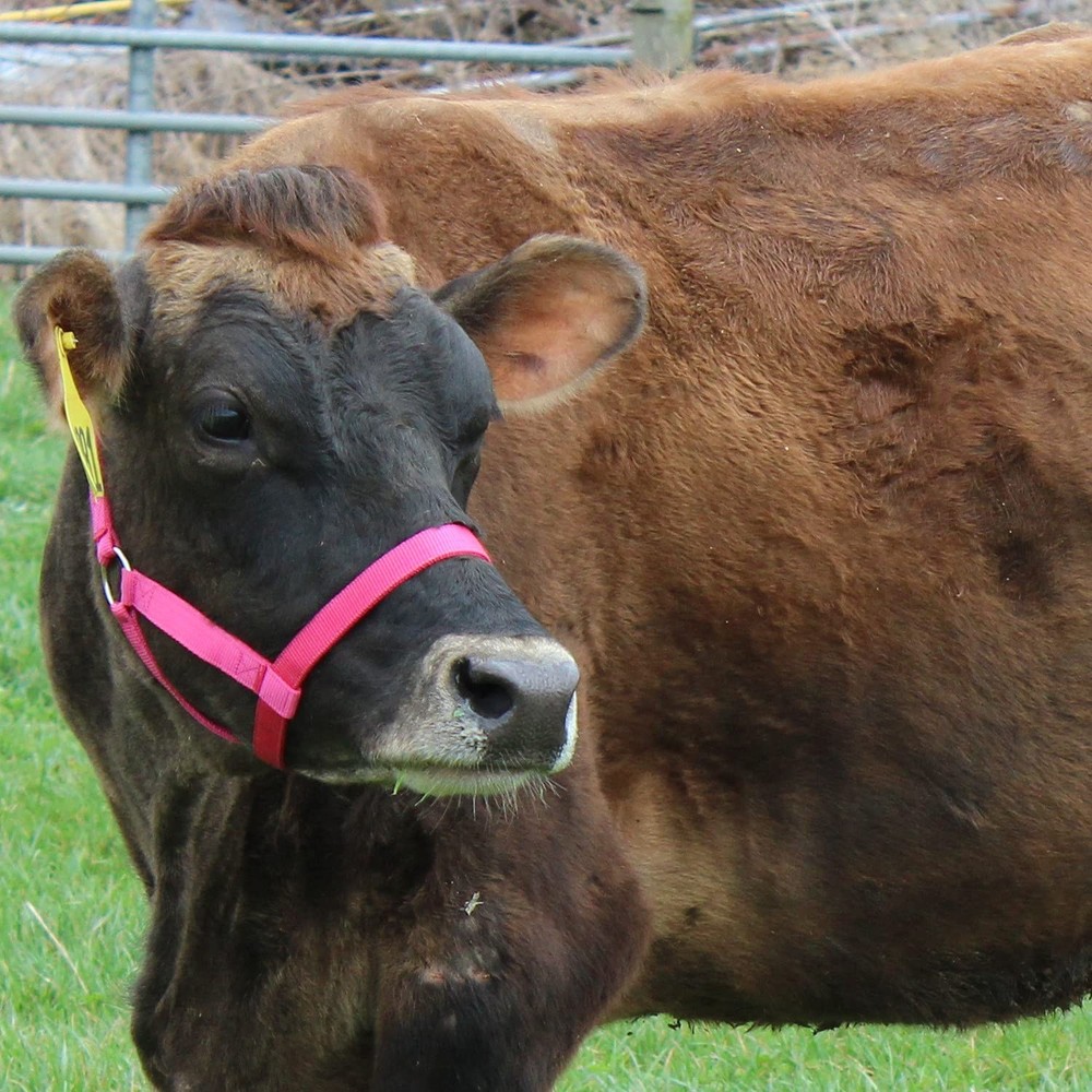 Adjustable Nylon Halter For Cattle Medium 500-800Lbs Durable Classic Design