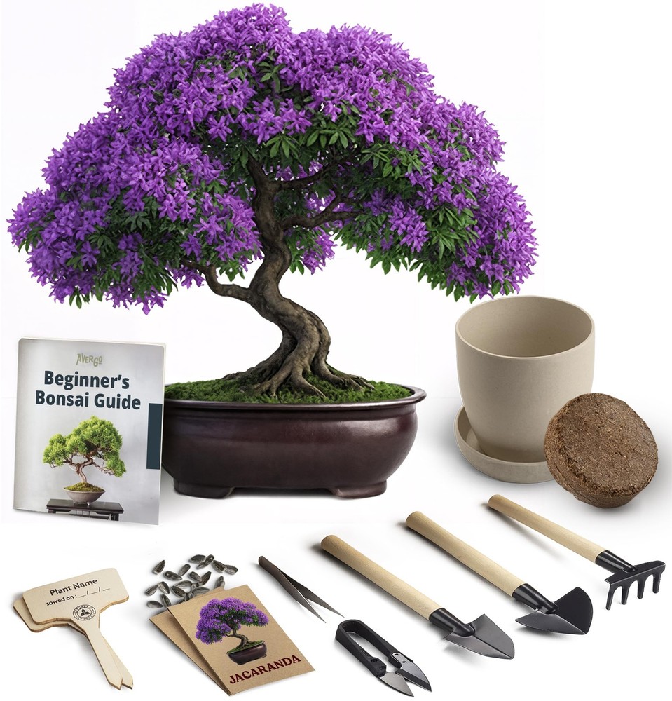 Bonsai Starter Kit – Growing Jacaranda Bonzai Tree | Complete Indoor Tree Kit...