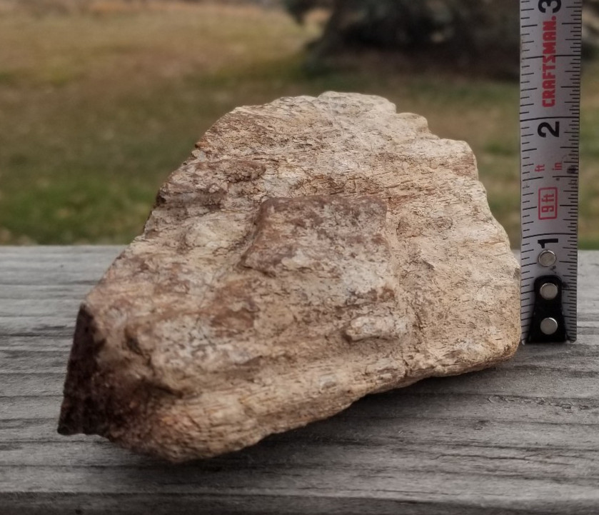 Agatized Dinosaur Gem Bone Rainbow Multicolor Roughcut 584g Specimen Cab Lap