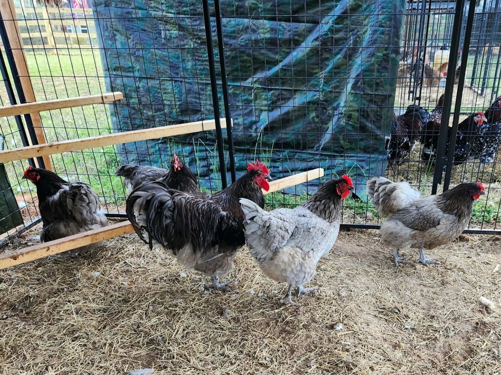 Blue Orpington Hatching Eggs Full Dozen NPIP Certified
