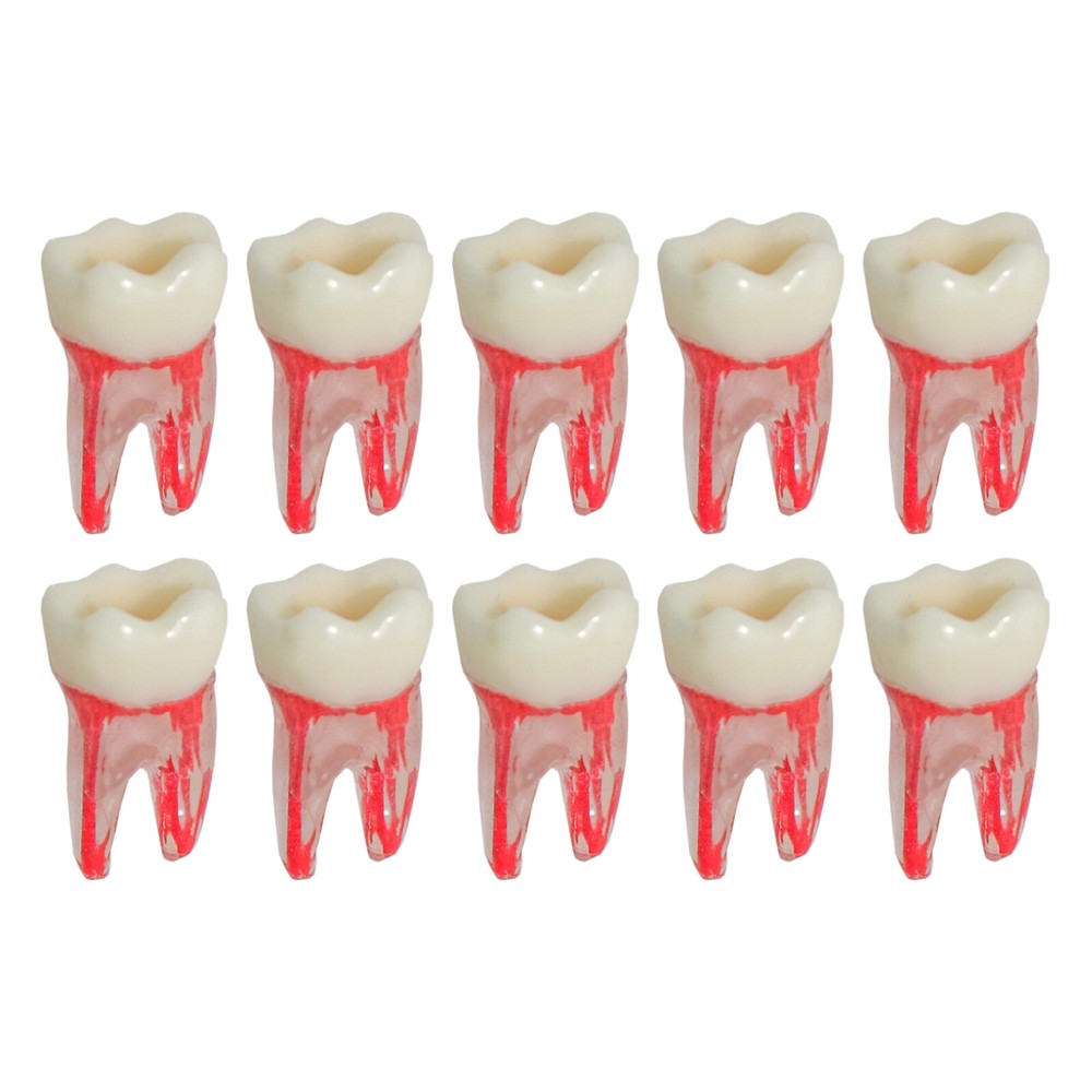 Dental Endo Molar Root Canal Study Practice Block Pulp Cavity Model RCT/MTA #36