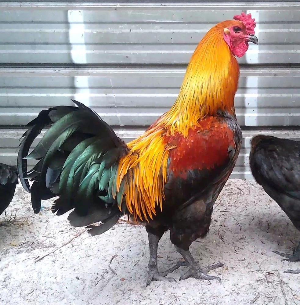 6+ rare Belgian Liege hatching eggs