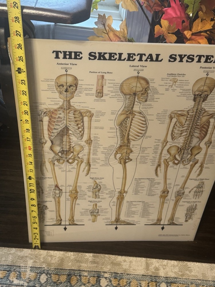 Skeletal System Anatomical Chart Poster ￼ Laminated Learning 20x26 Skeleton B24