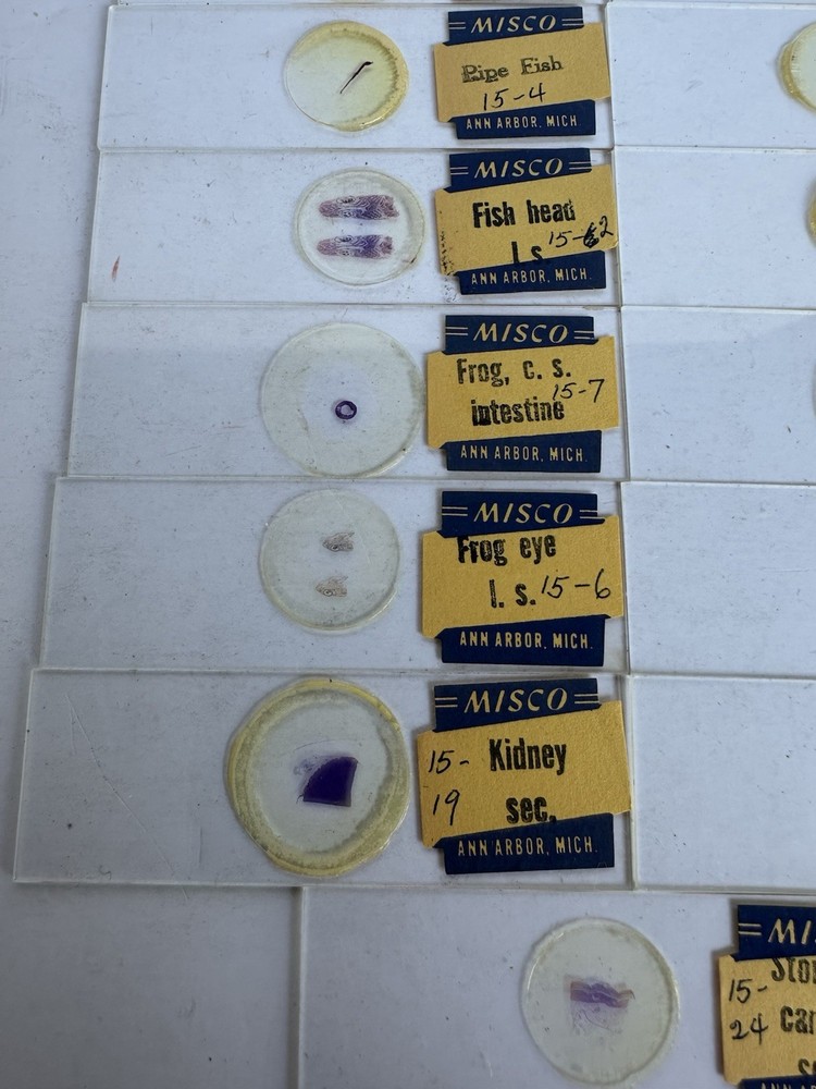 (20 Pack) Michigan Scientific Co (Misco) Microscope Slides Box