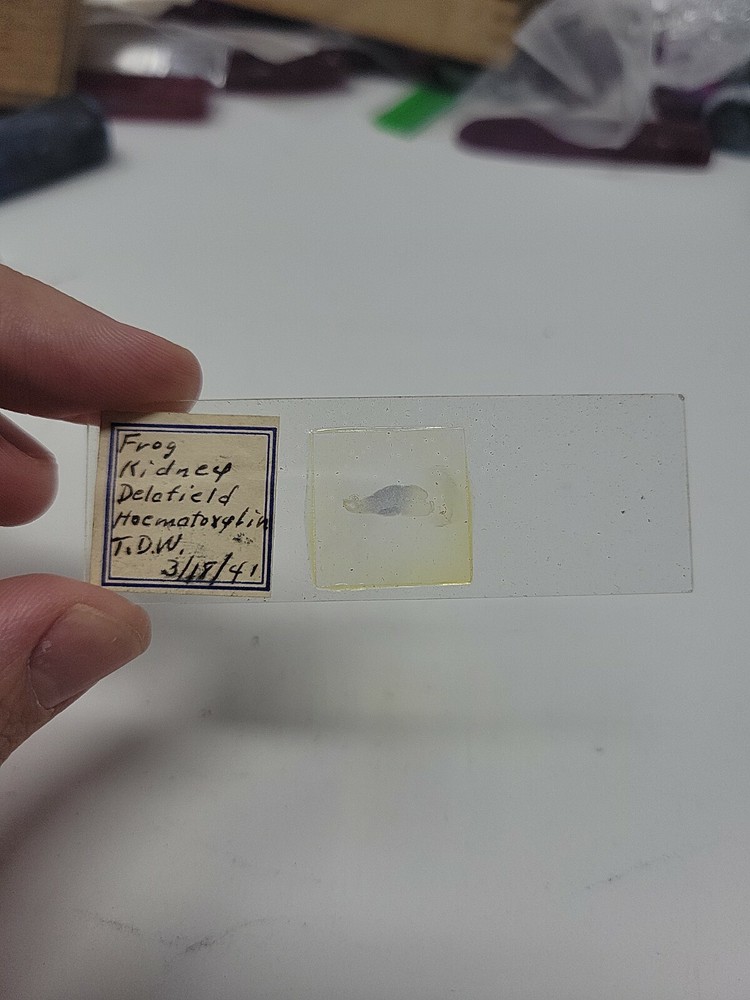 Vintage Microscope Slide 1941