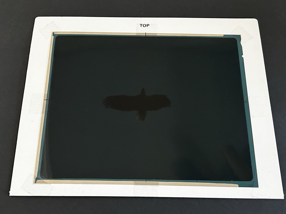 1982 NASA KSC Nature Bald Eagle in Flight Presentation Transparency-577