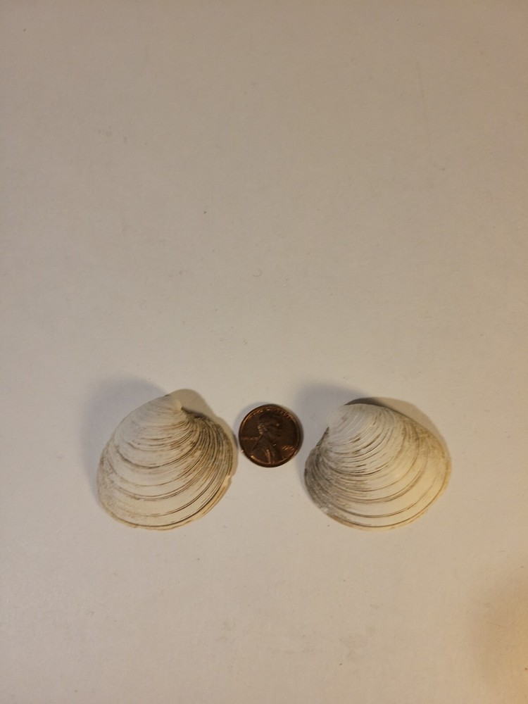 Northern Quahog Specimen