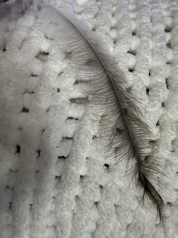 Rhea Feathers FREE SHIPPING