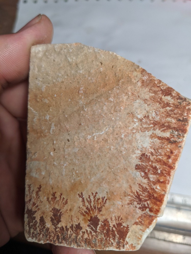 Print Stone Slab Dendritic Limestone Dendrites