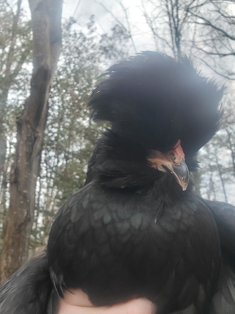 mottled silkie hatching eggs