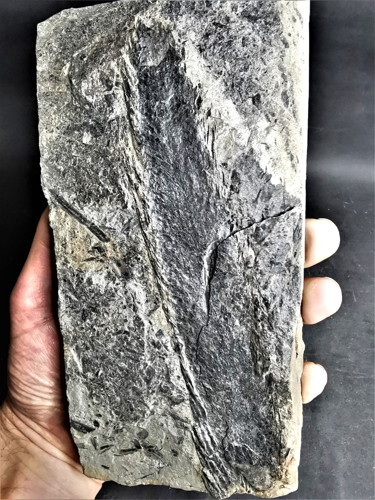 Lepidostrobus sp.– Carboniferous fossil plant
