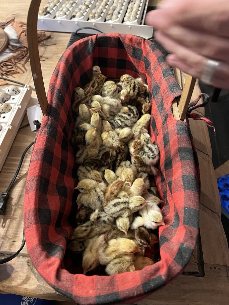 12 mix count Ginger and Cinamon Quail Coturnix hatching eggs