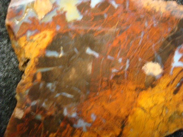 three rivers texas petrified wood slab